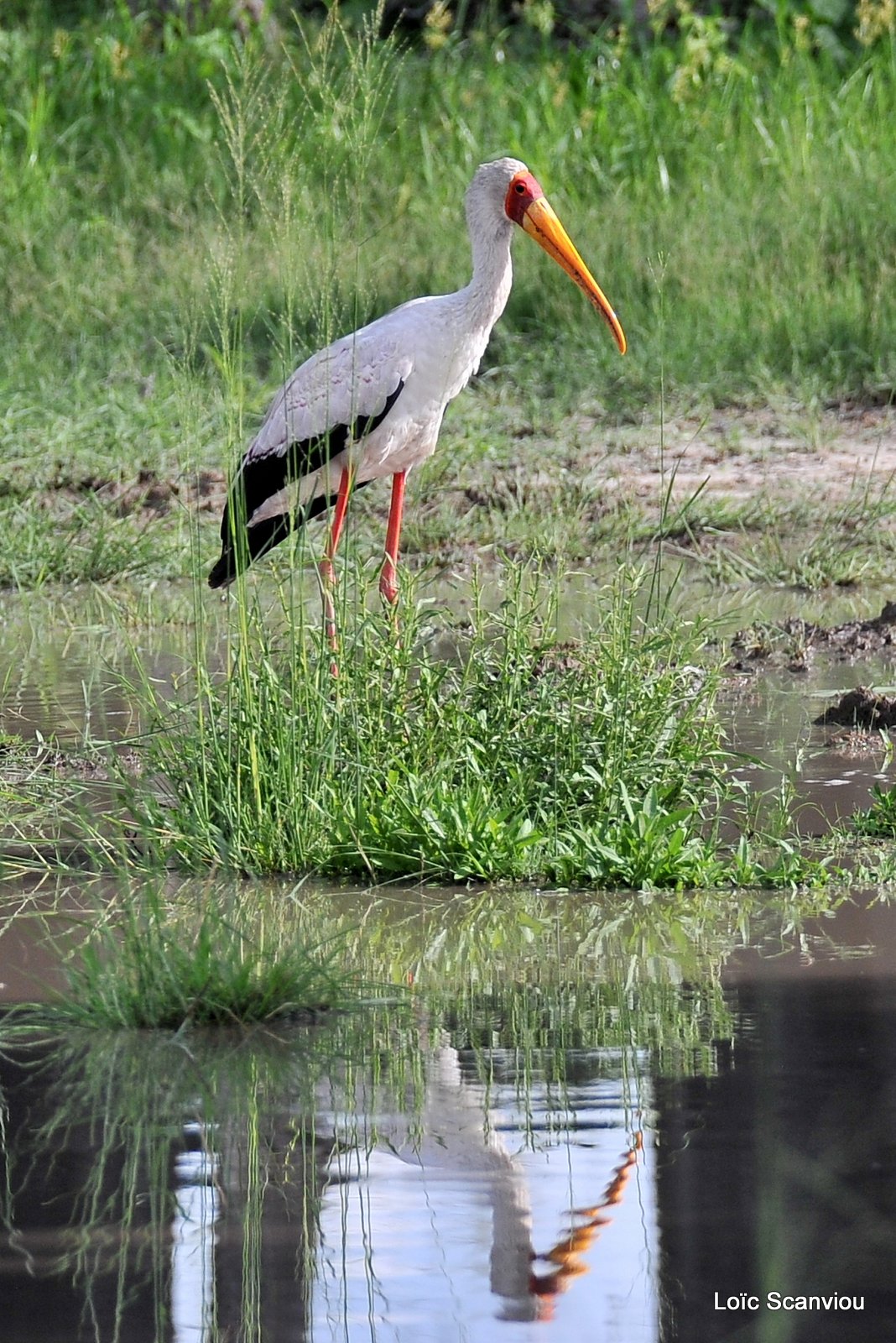 Tantale ibis/Yellow-billed Stork (1)