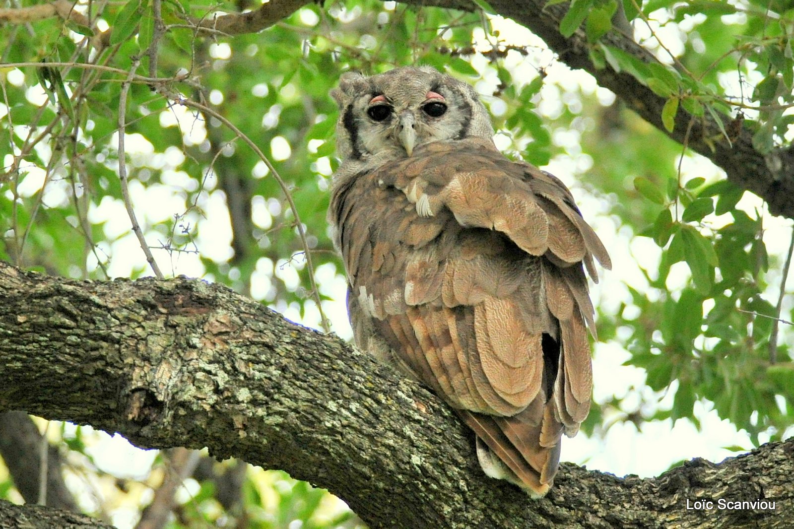 Grand-duc de Verreaux/Verreaux's Eagle-Owl (2)