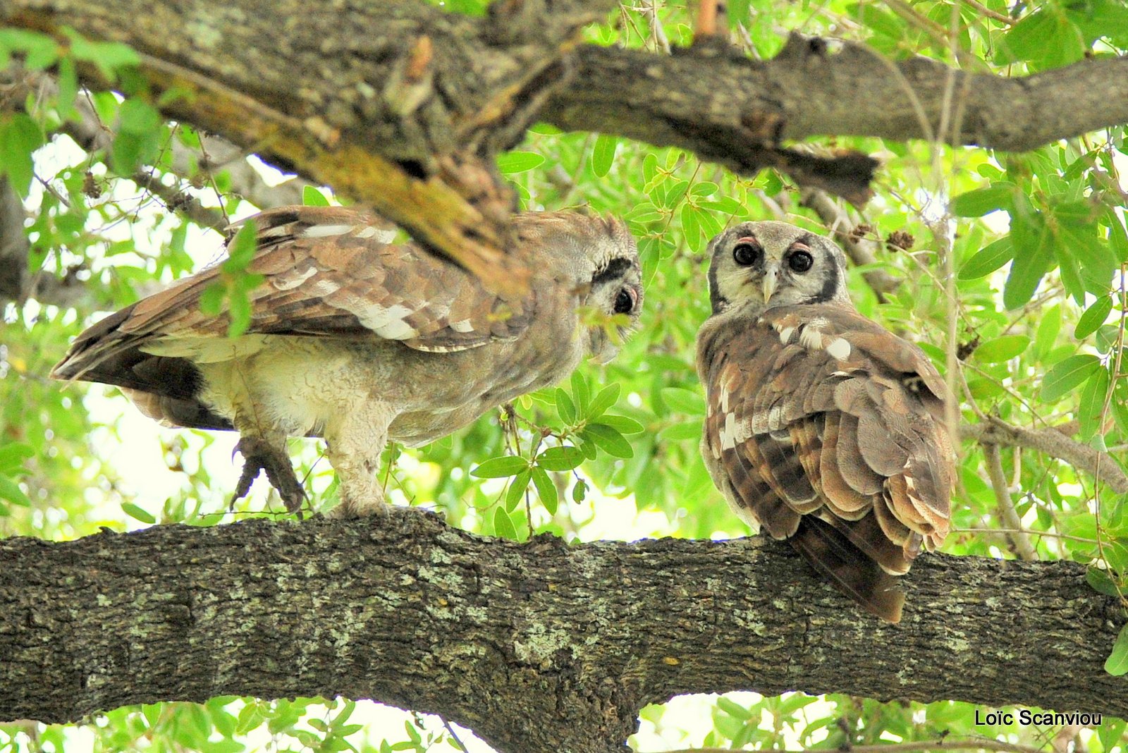 Grand-duc de Verreaux/Verreaux's Eagle-Owl (3)