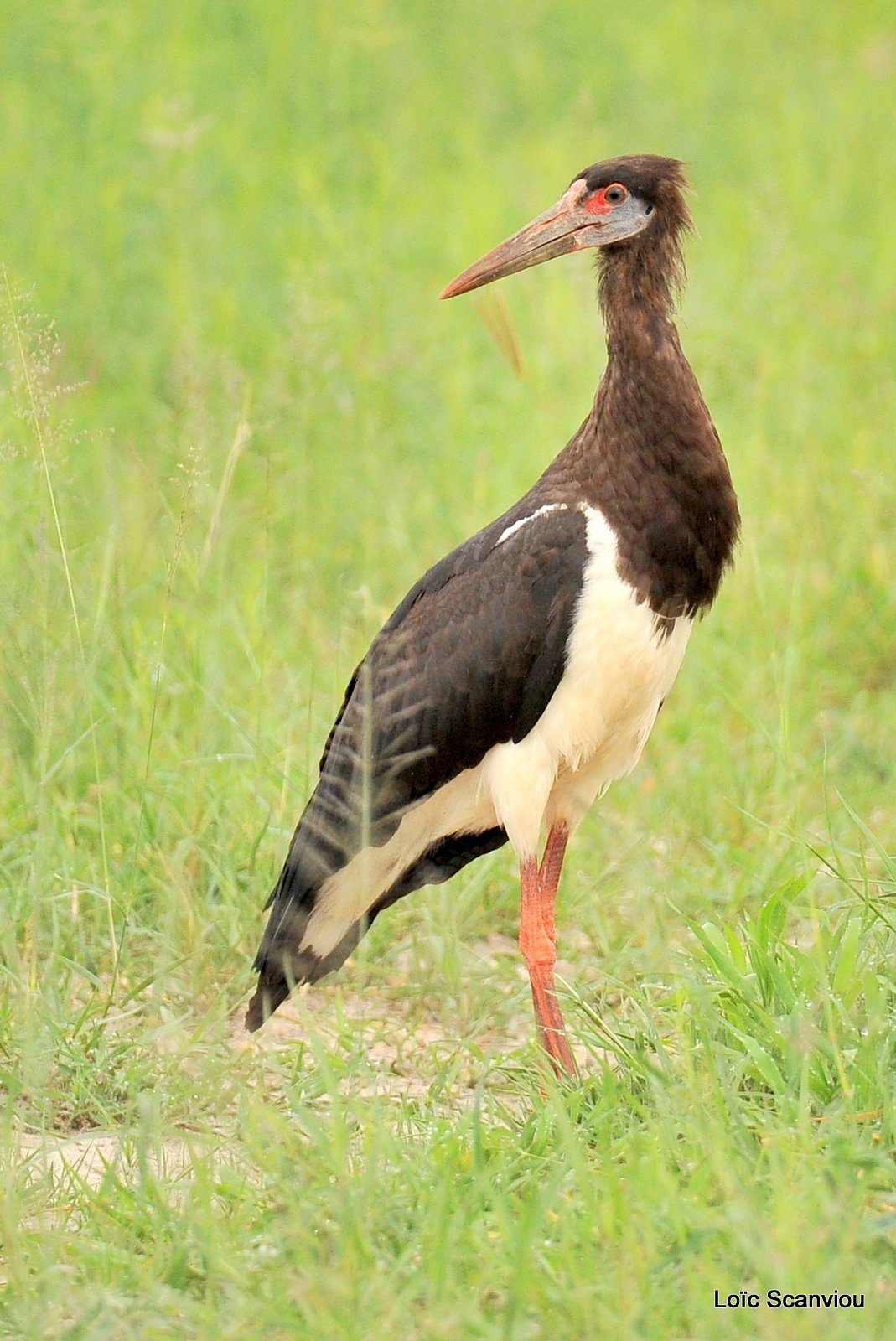 Cigogne d'Abdim/Abdim's Stork (1)