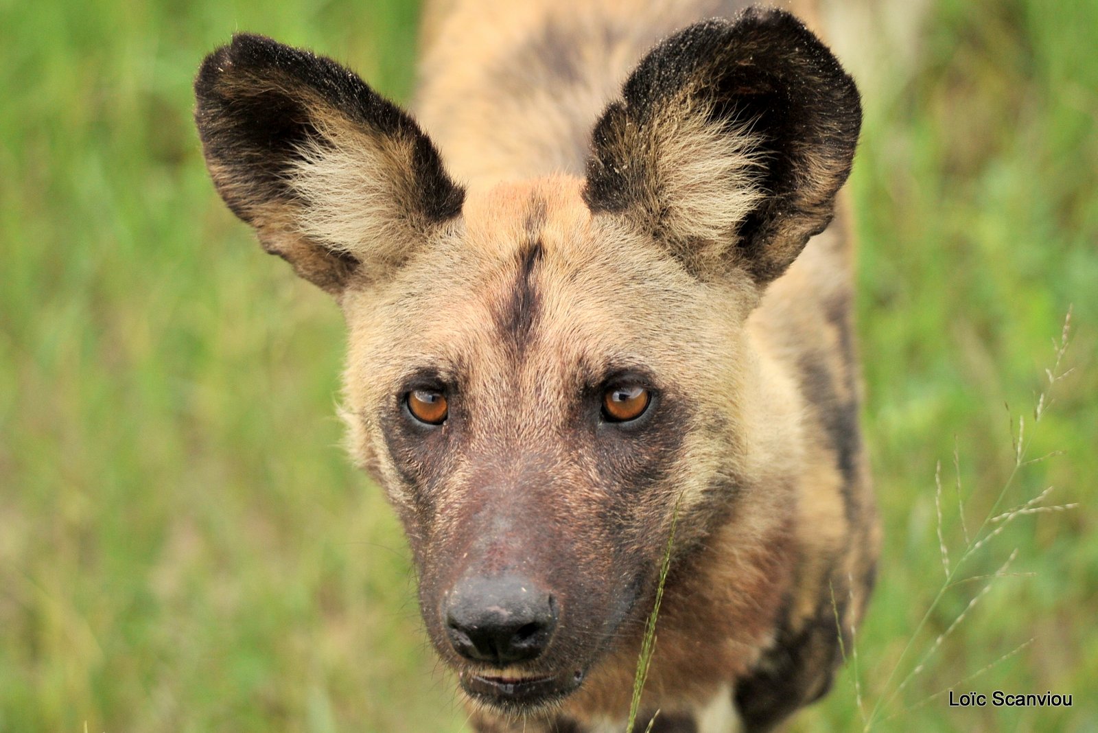 Lycaon/African Wild Dog (1)