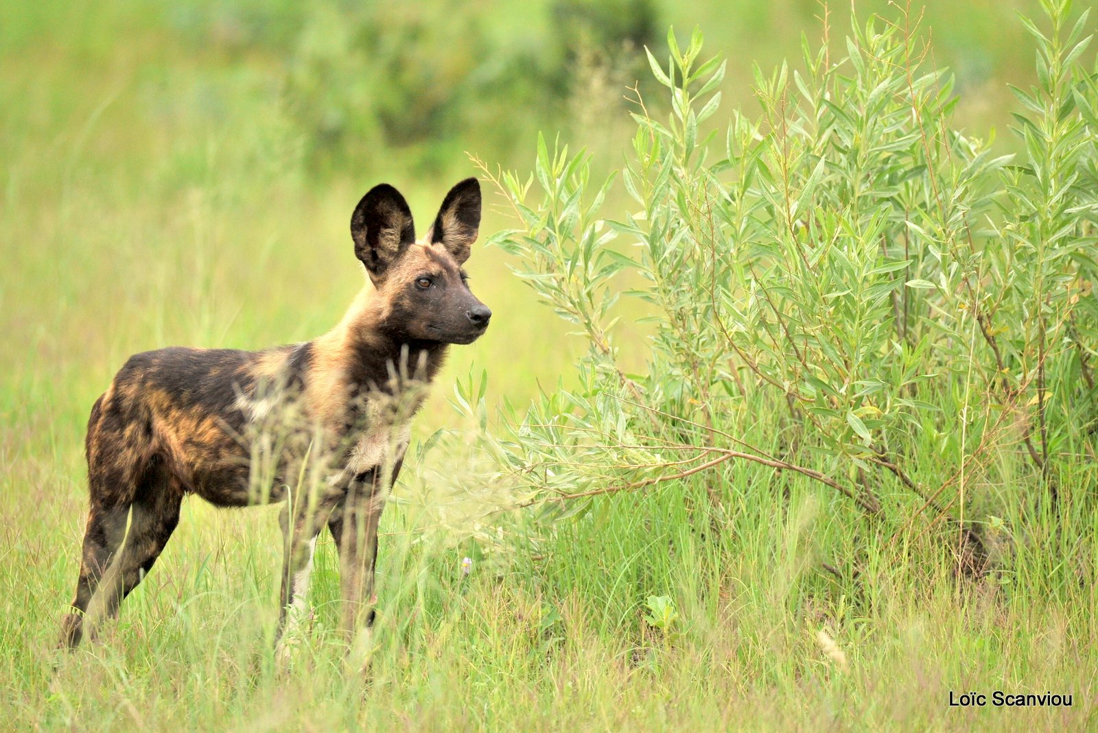 Lycaon/African Wild Dog (2)