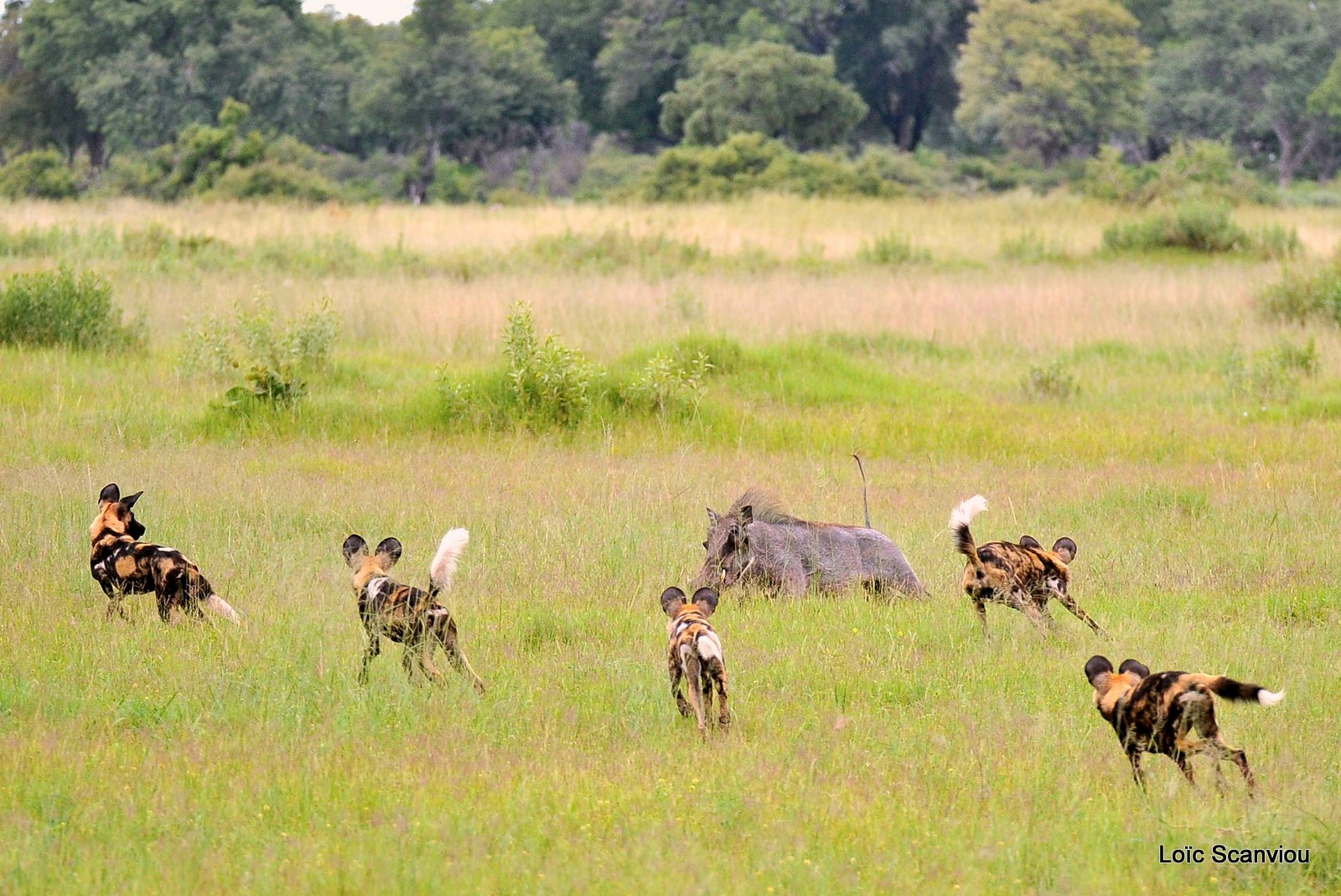 Lycaon/African Wild Dog (3)