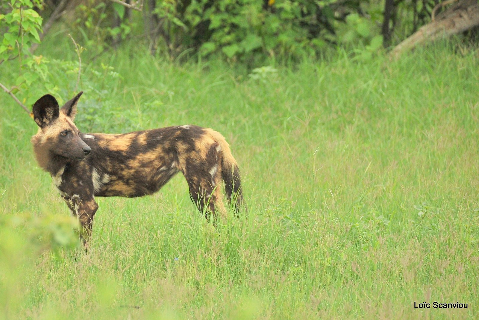 Lycaon/African Wild Dog (4)