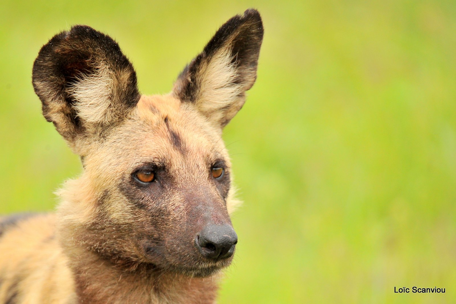 Lycaon/African Wild Dog (5)