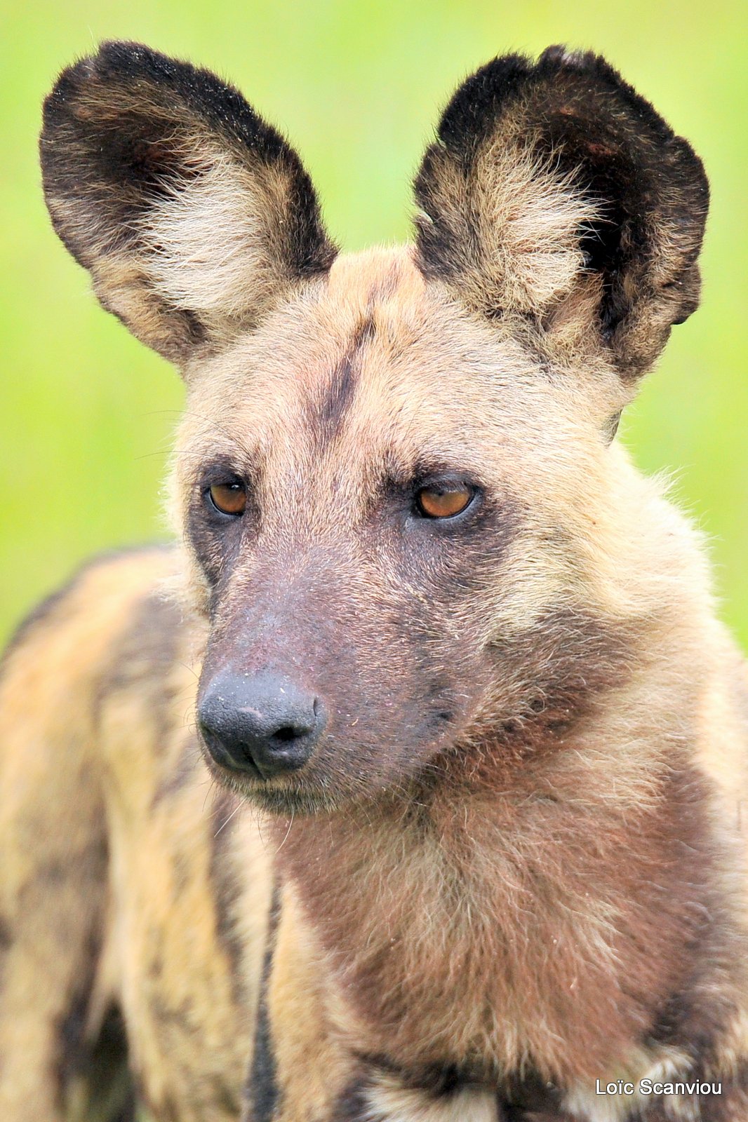 Lycaon/African Wild Dog (6)