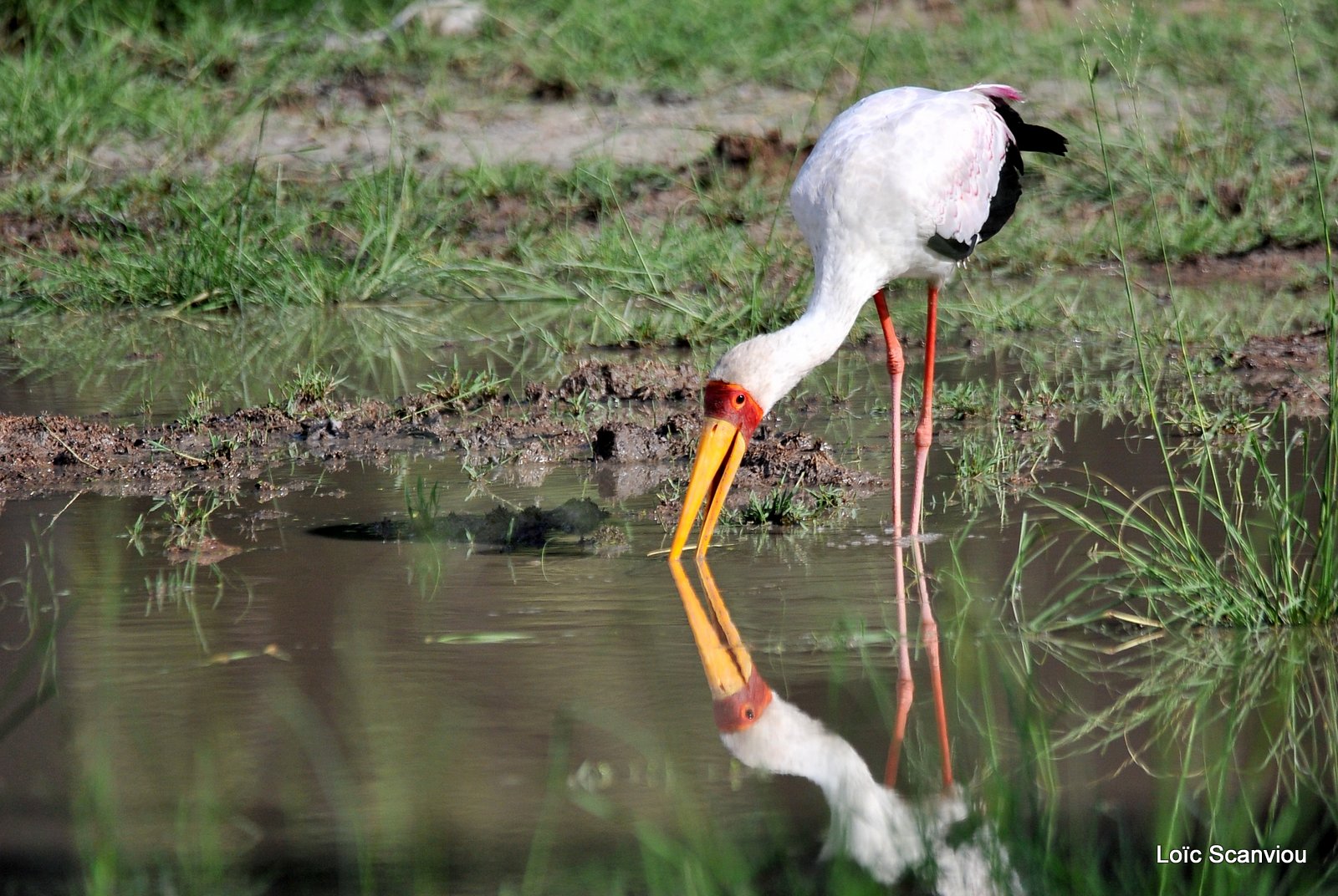 Tantale ibis/Yellow-billed Stork (2)