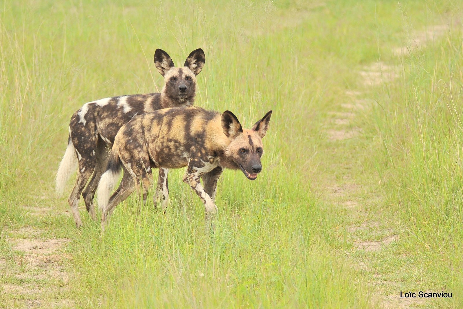 Lycaon/African Wild Dog (8)