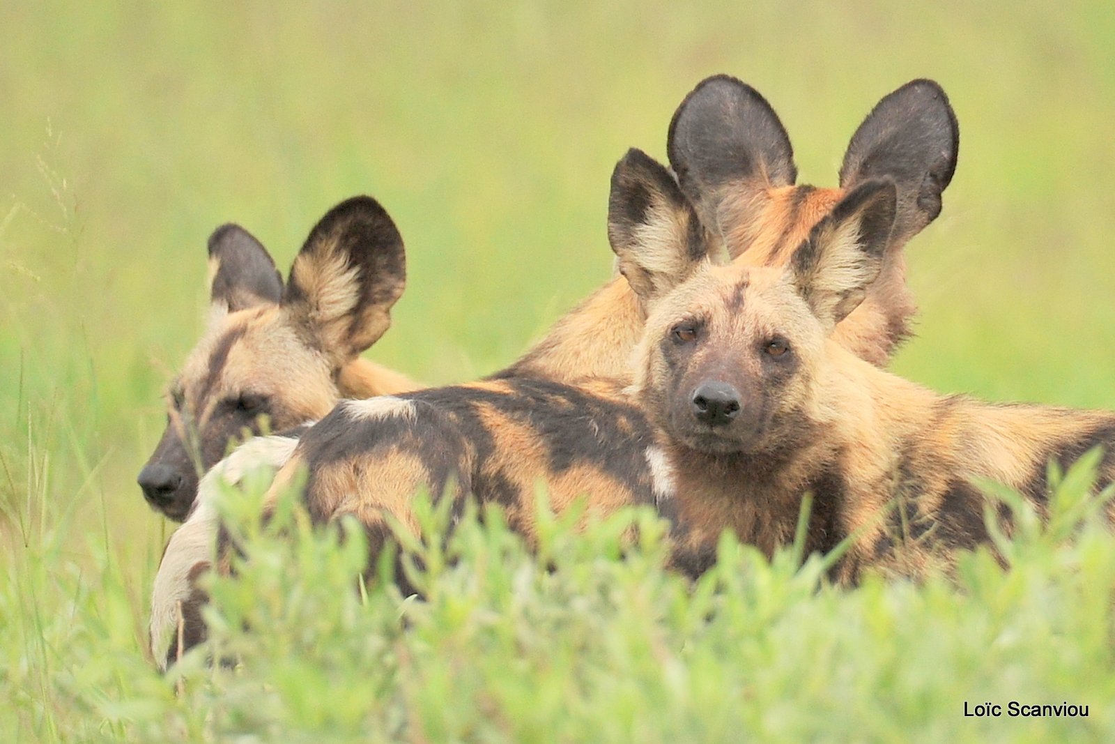 Lycaon/African Wild Dog (9)