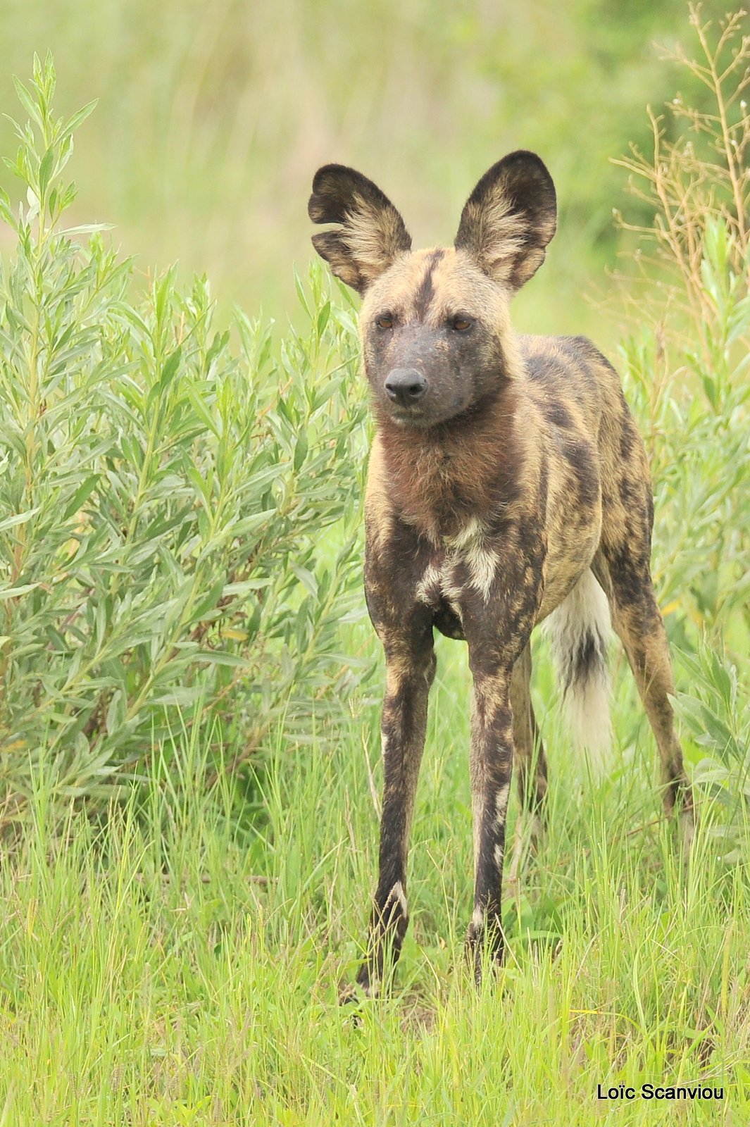 Lycaon/African Wild Dog (10)