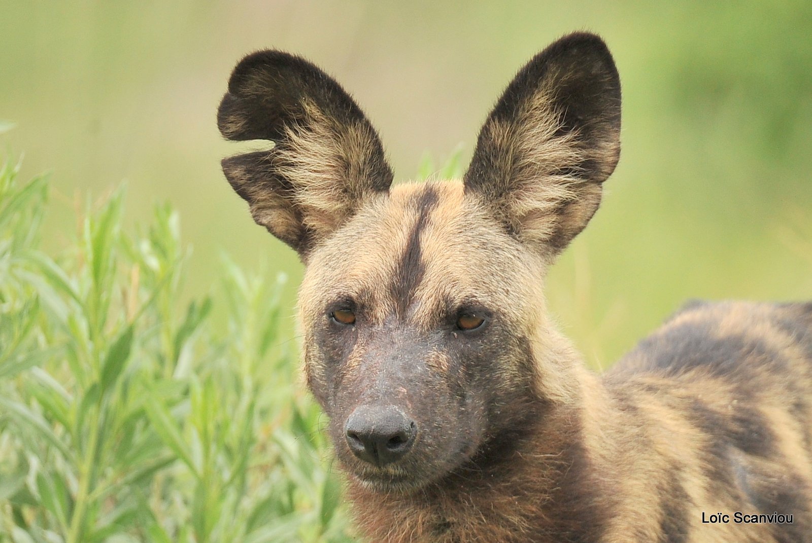 Lycaon/African Wild Dog (11)