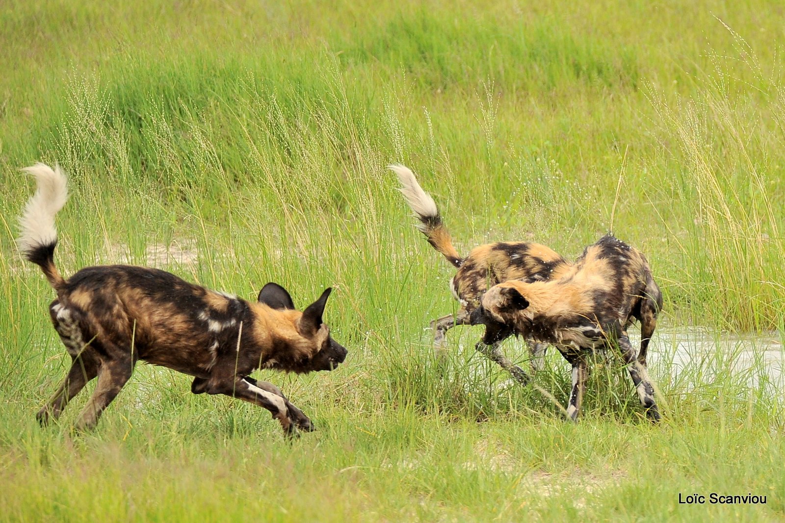 Lycaon/African Wild Dog (12)