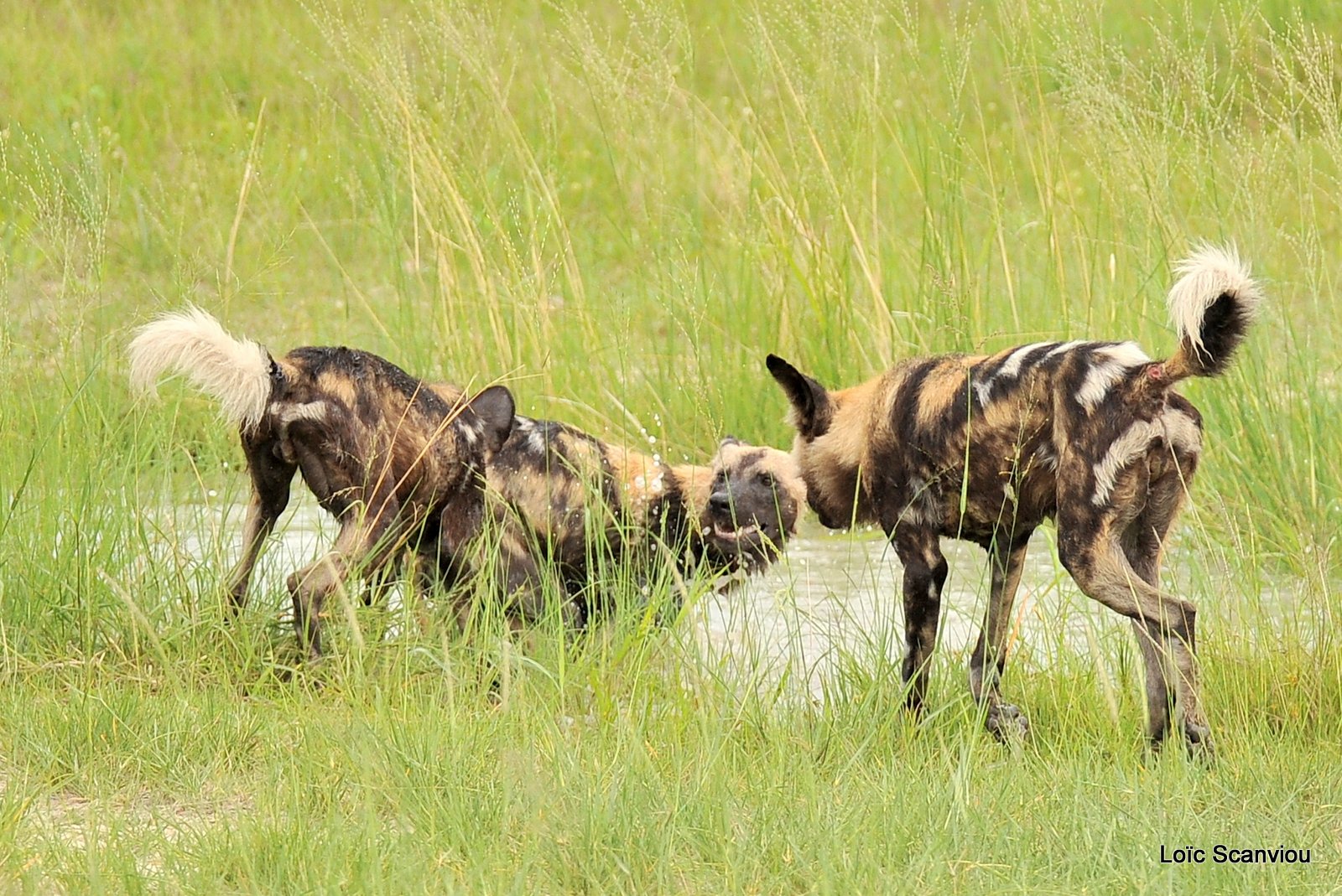 Lycaon/African Wild Dog (13)