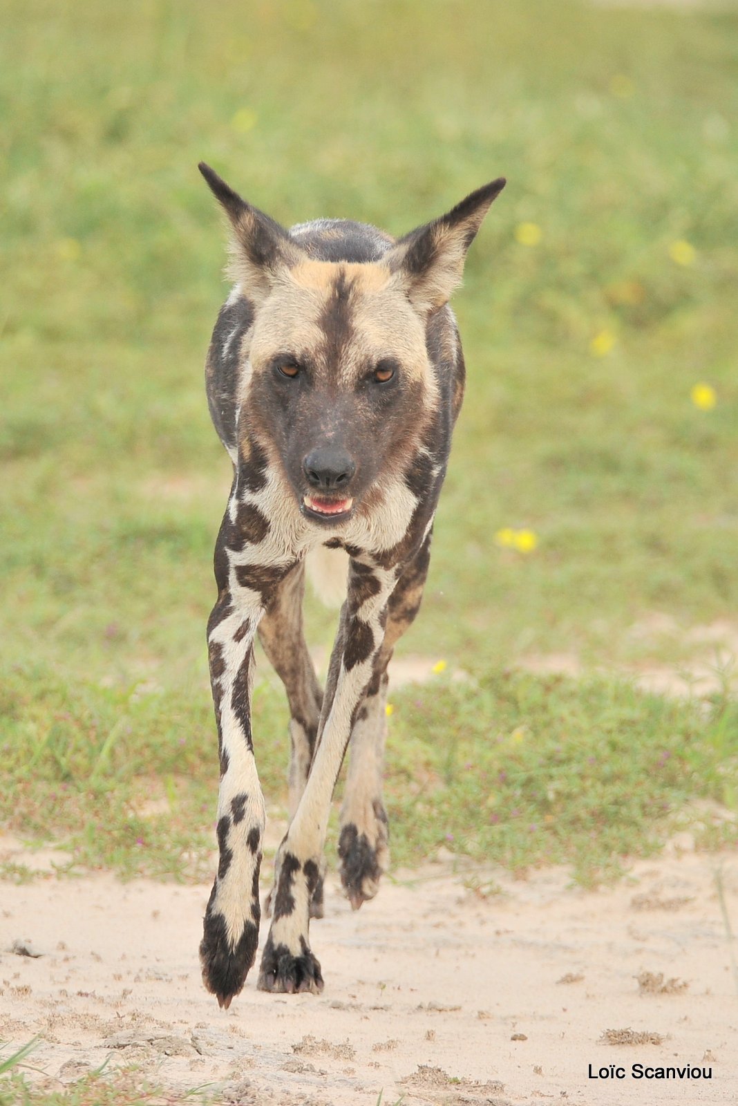 Lycaon/African Wild Dog (14)