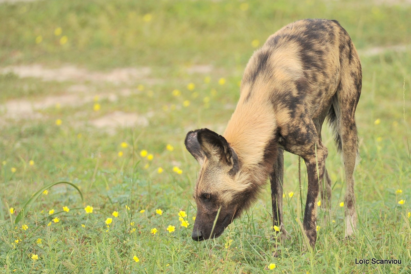 Lycaon/African Wild Dog (15)