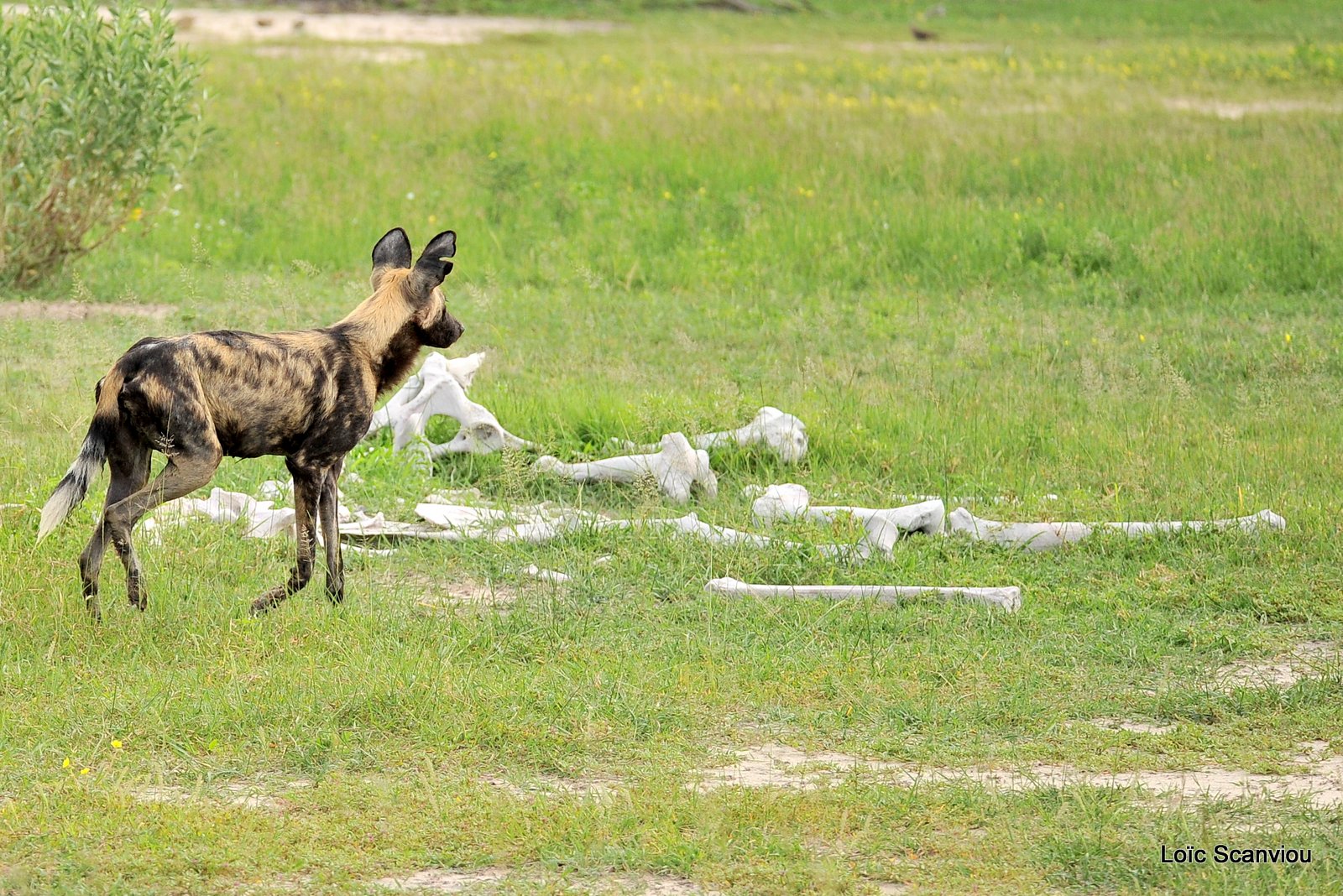 Lycaon/African Wild Dog (16)