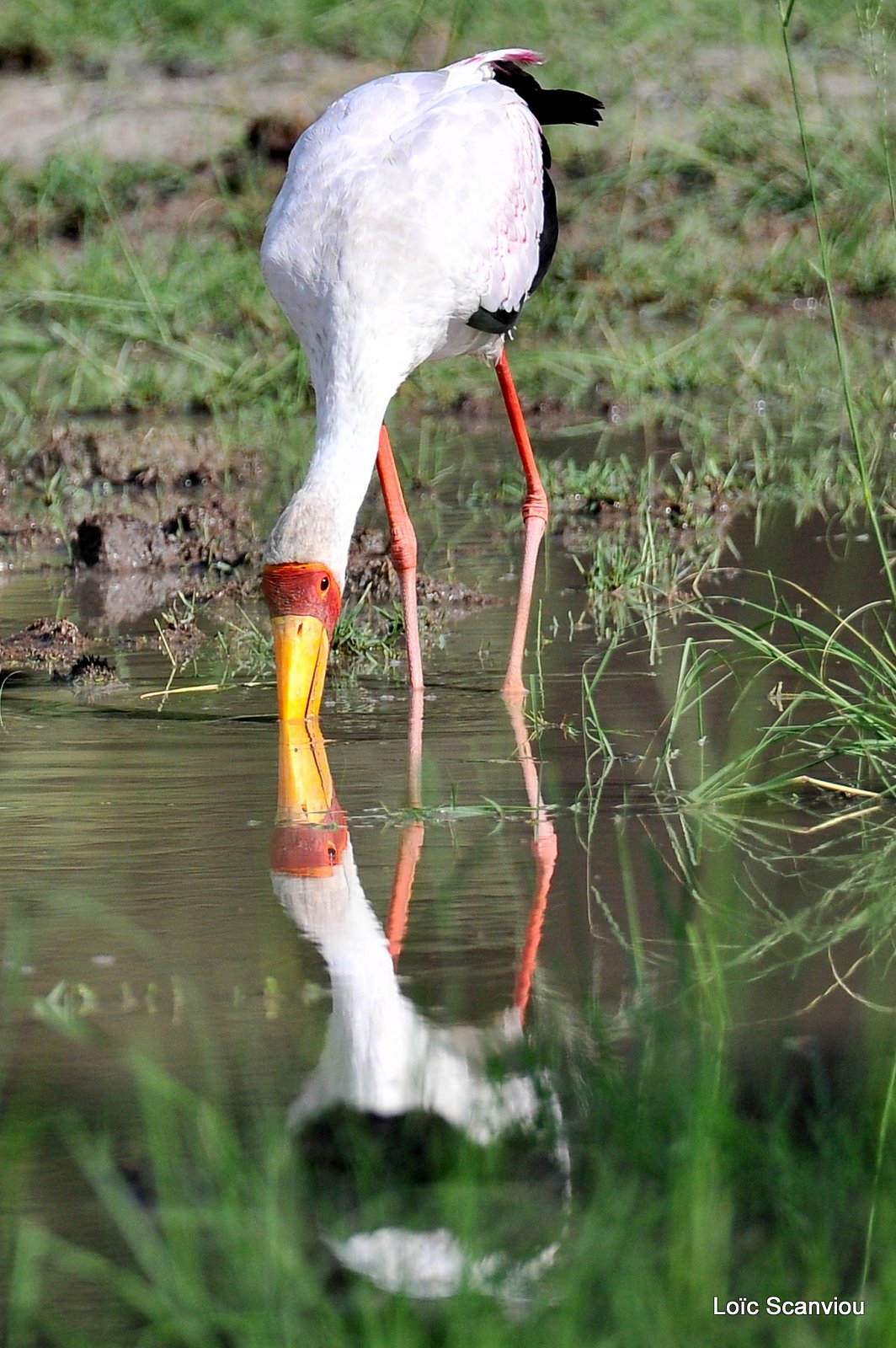 Tantale ibis/Yellow-billed Stork (3)
