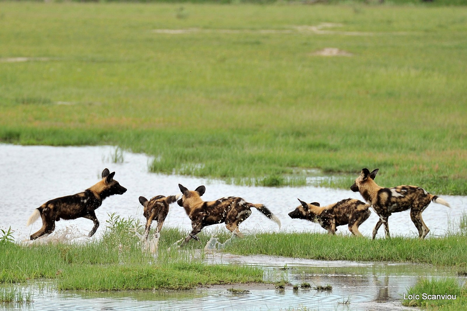 Lycaon/African Wild Dog (17)