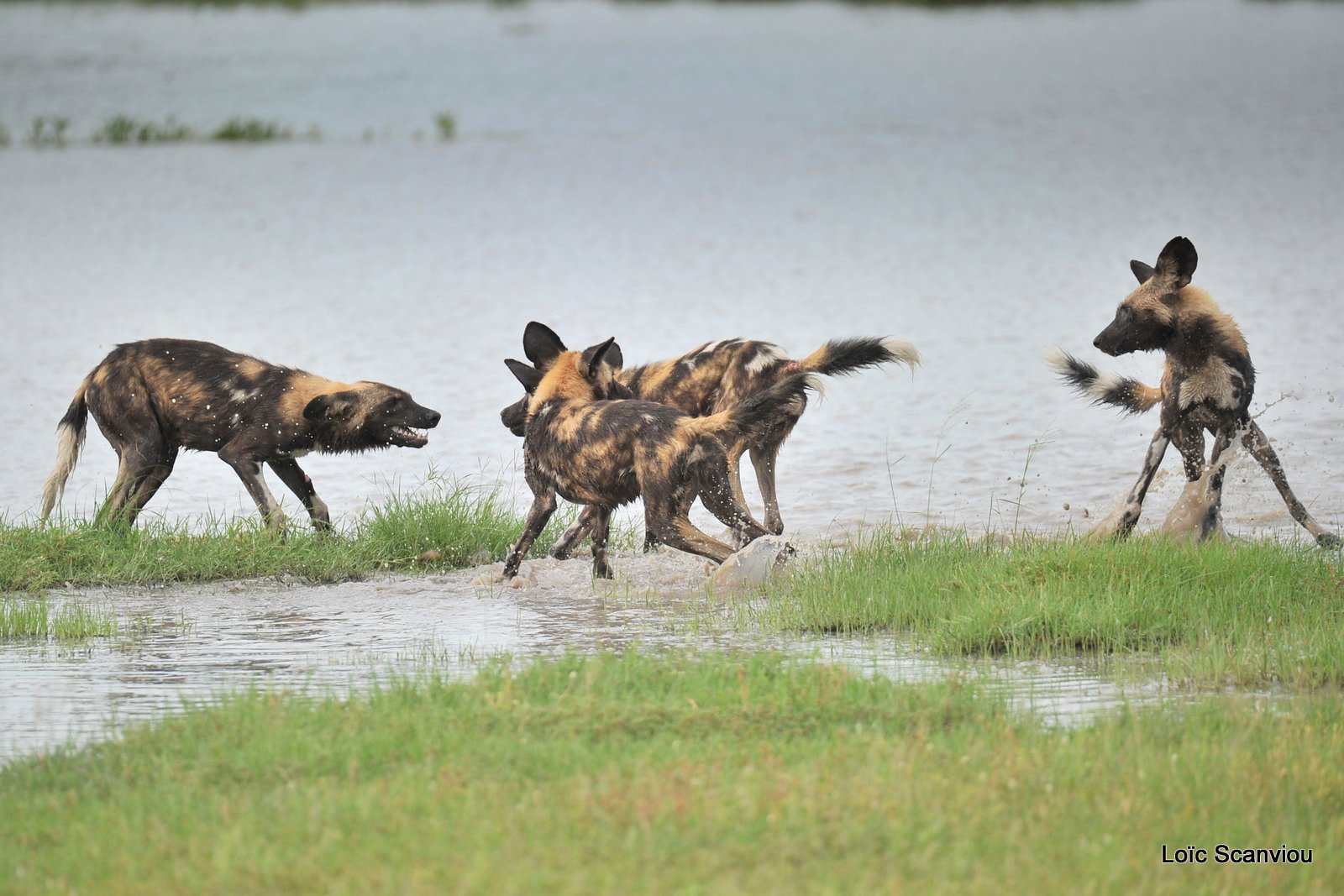 Lycaon/African Wild Dog (18)