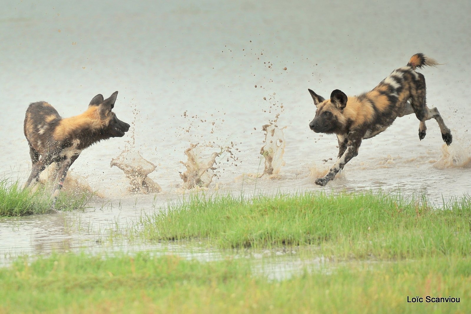 Lycaon/African Wild Dog (19)