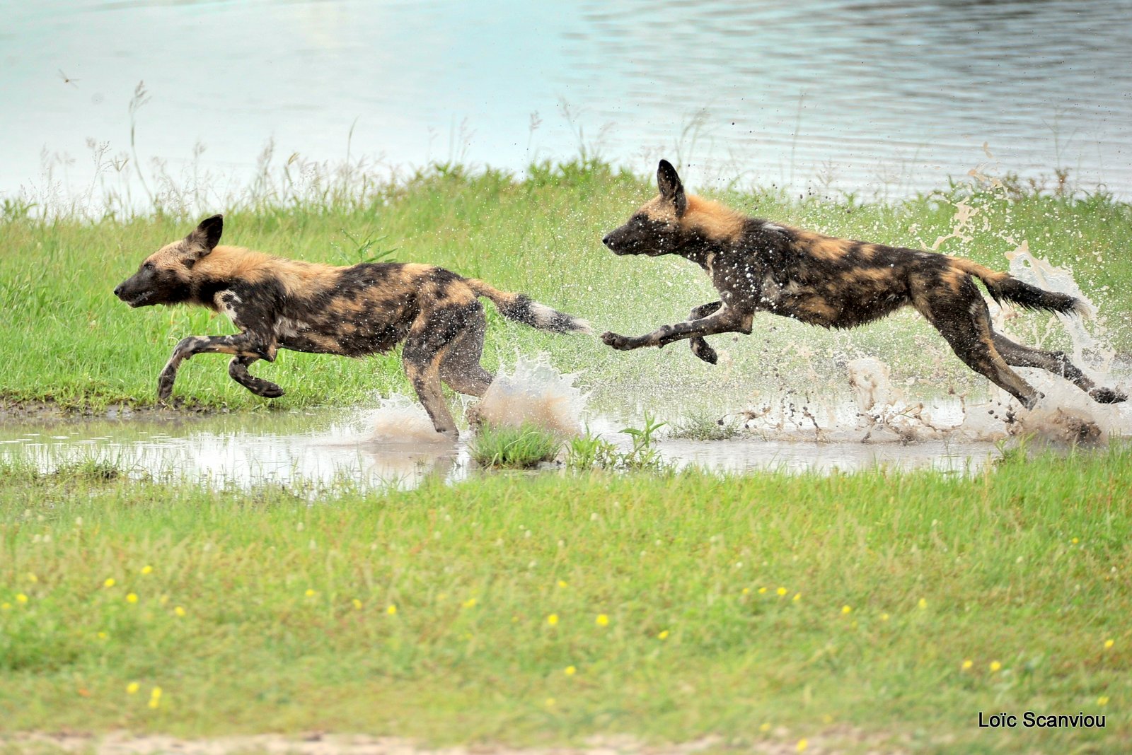 Lycaon/African Wild Dog (20)