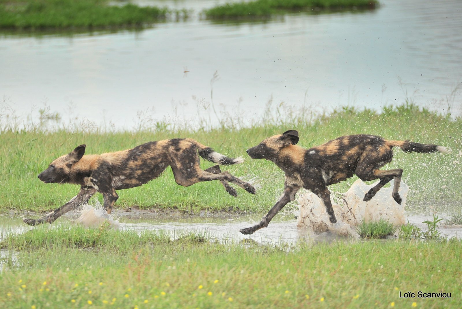 Lycaon/African Wild Dog (21)