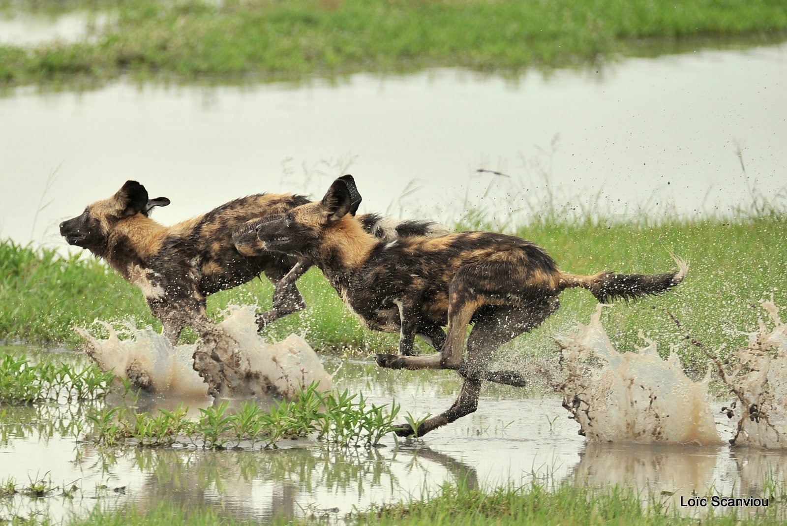 Lycaon/African Wild Dog (22)