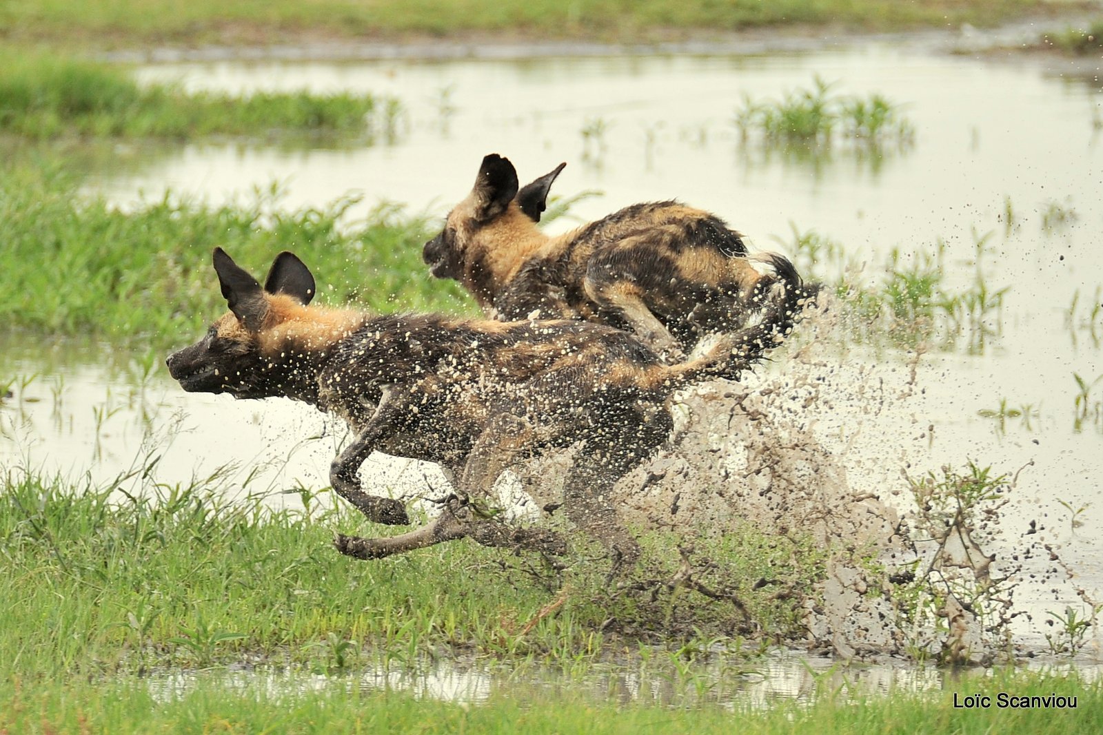 Lycaon/African Wild Dog (23)