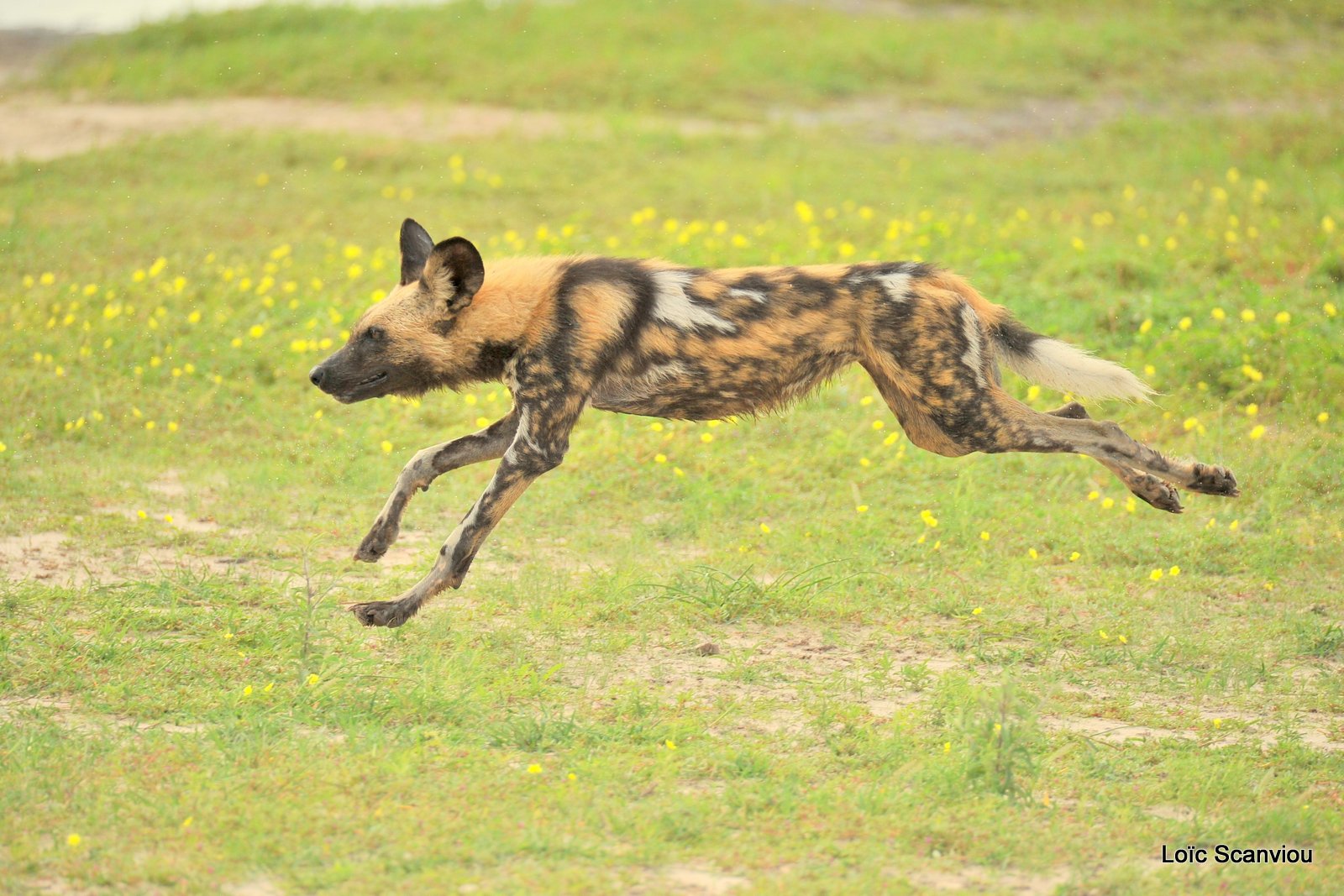 Lycaon/African Wild Dog (24)