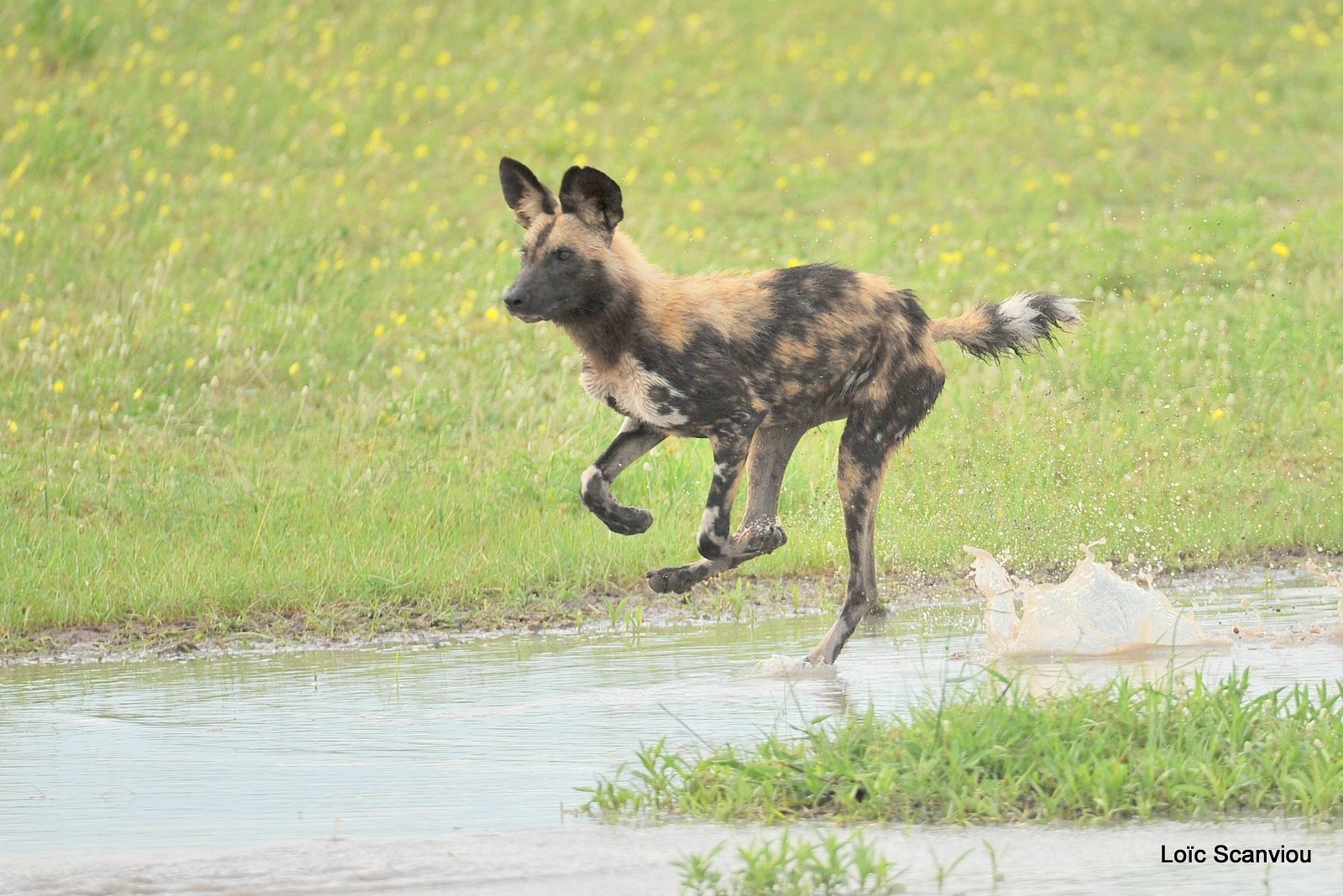 Lycaon/African Wild Dog (25)