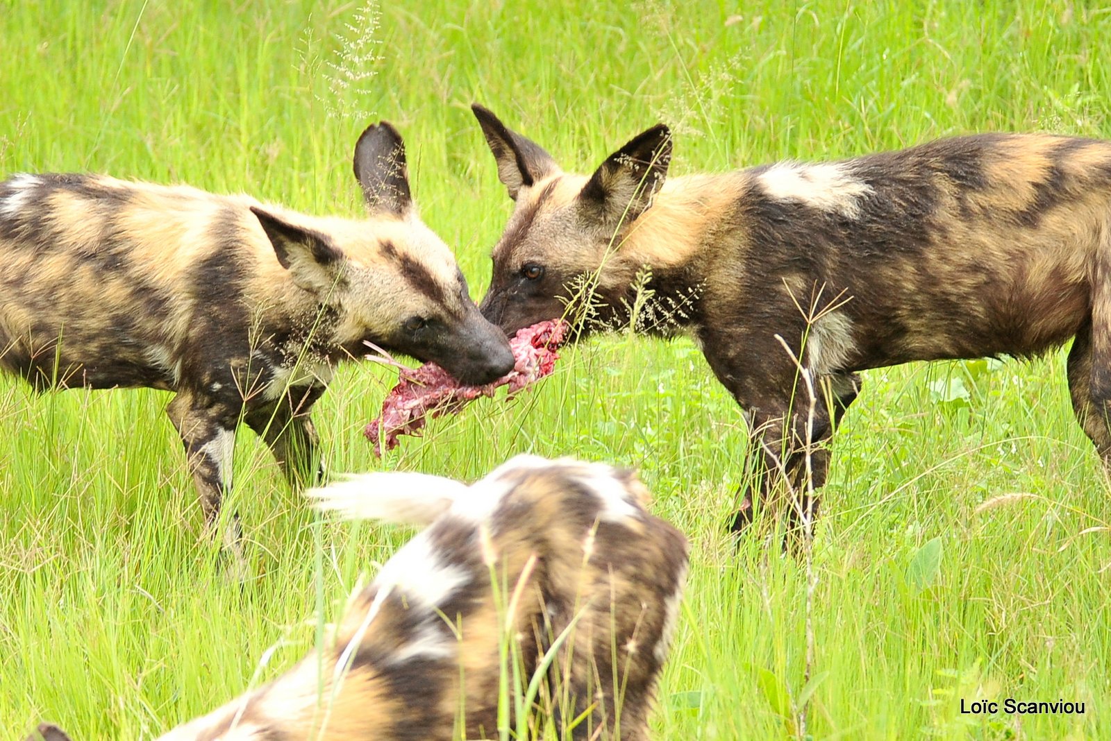 Lycaon/African Wild Dog (27)