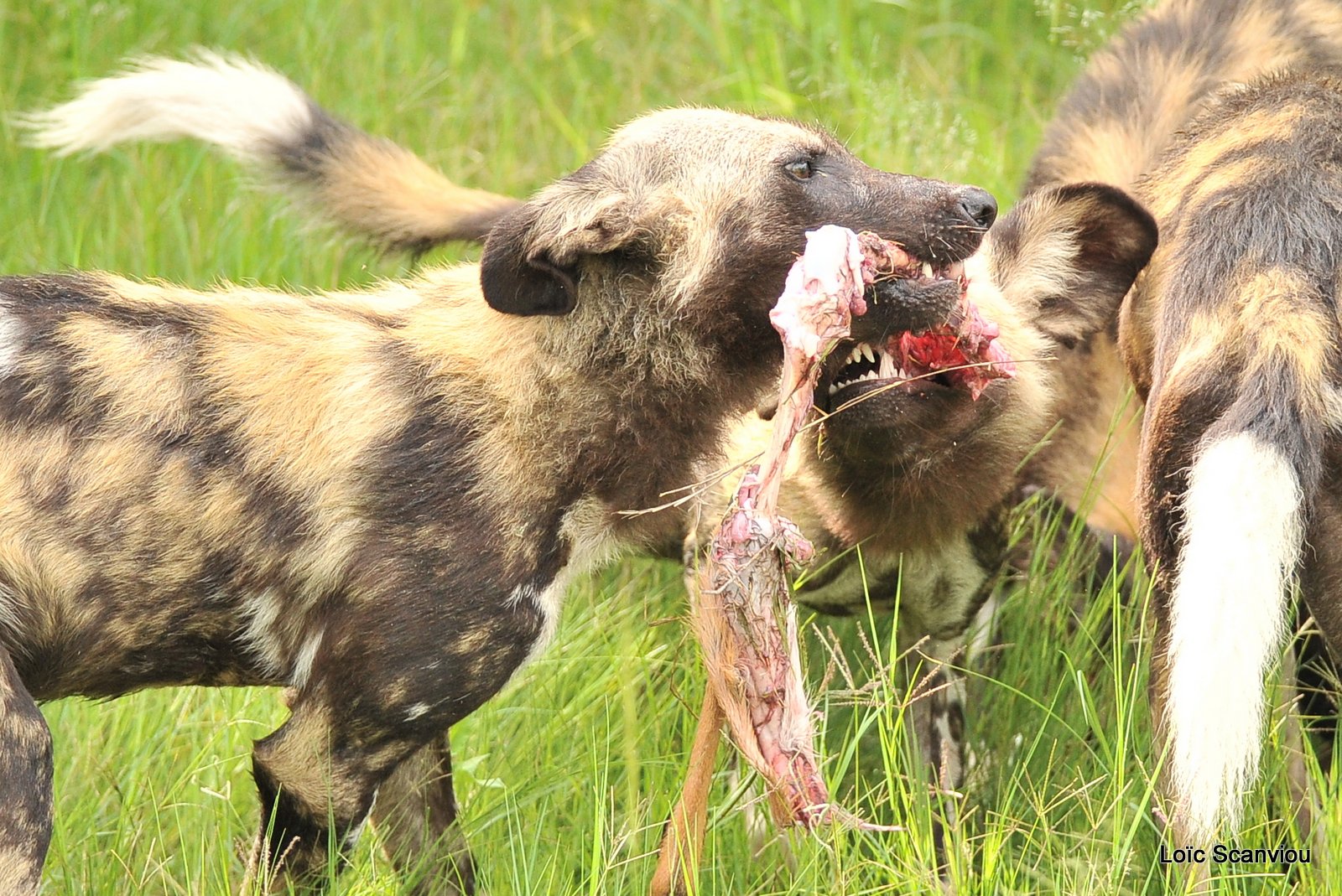 Lycaon/African Wild Dog (28)