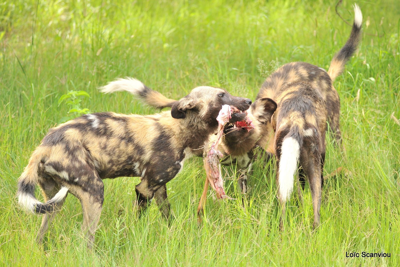 Lycaon/African Wild Dog (29)