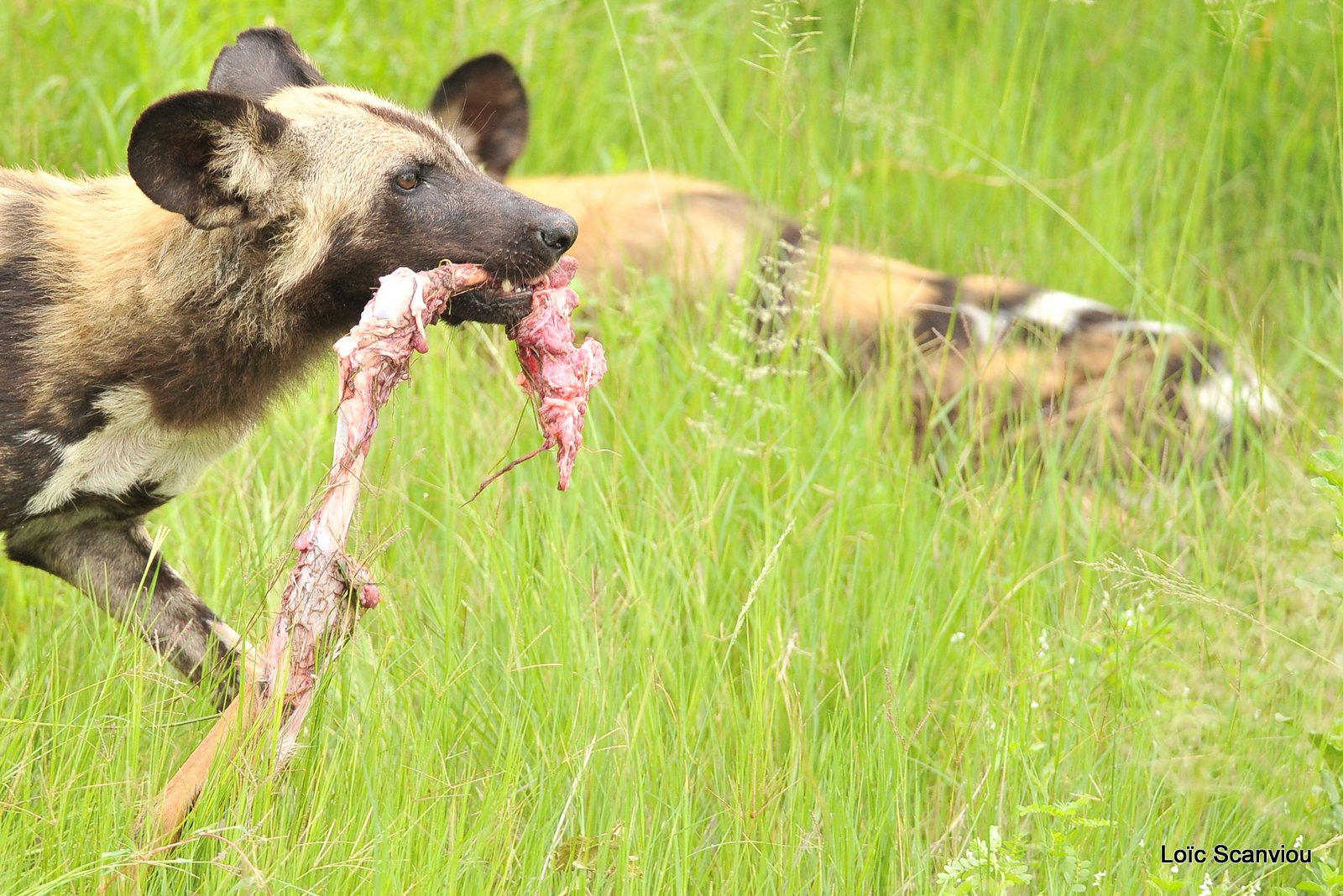 Lycaon/African Wild Dog (30)