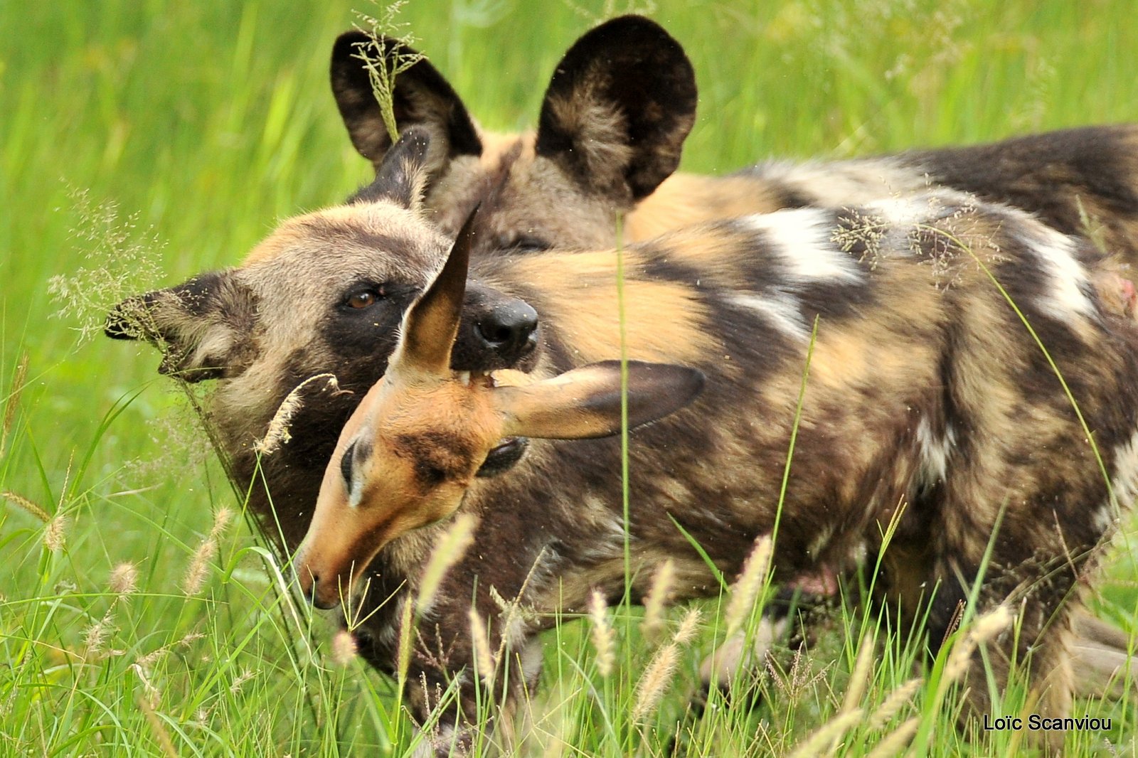 Lycaon/African Wild Dog (31)