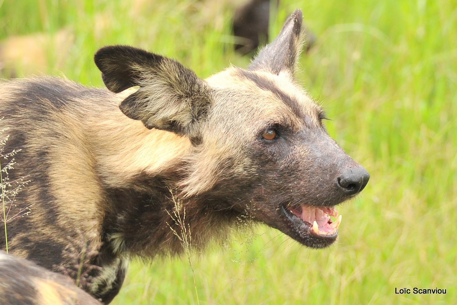 Lycaon/African Wild Dog (32)