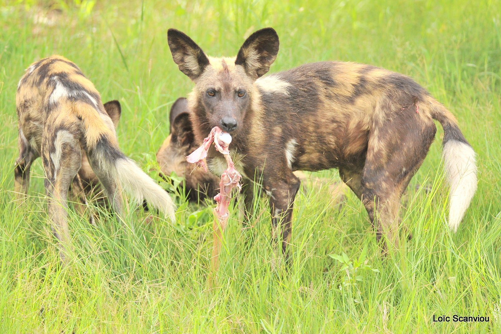 Lycaon/African Wild Dog (33)