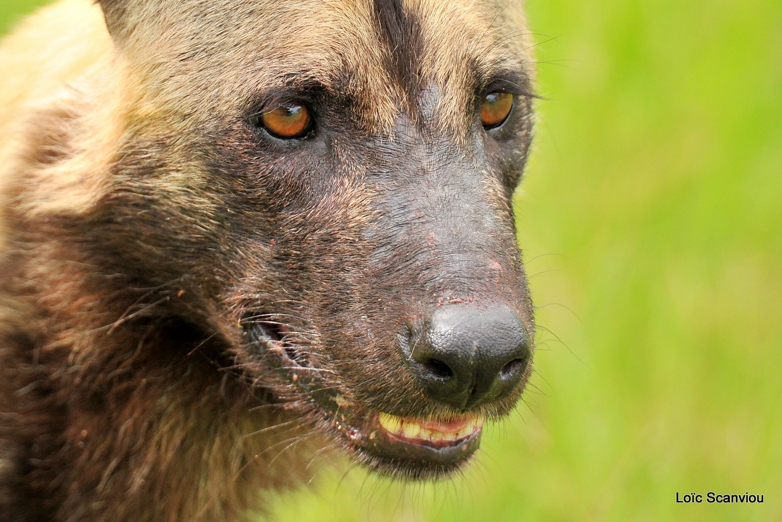 Lycaon/African Wild Dog (34)