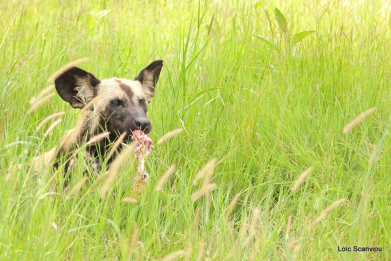 Lycaon/African Wild Dog (35)