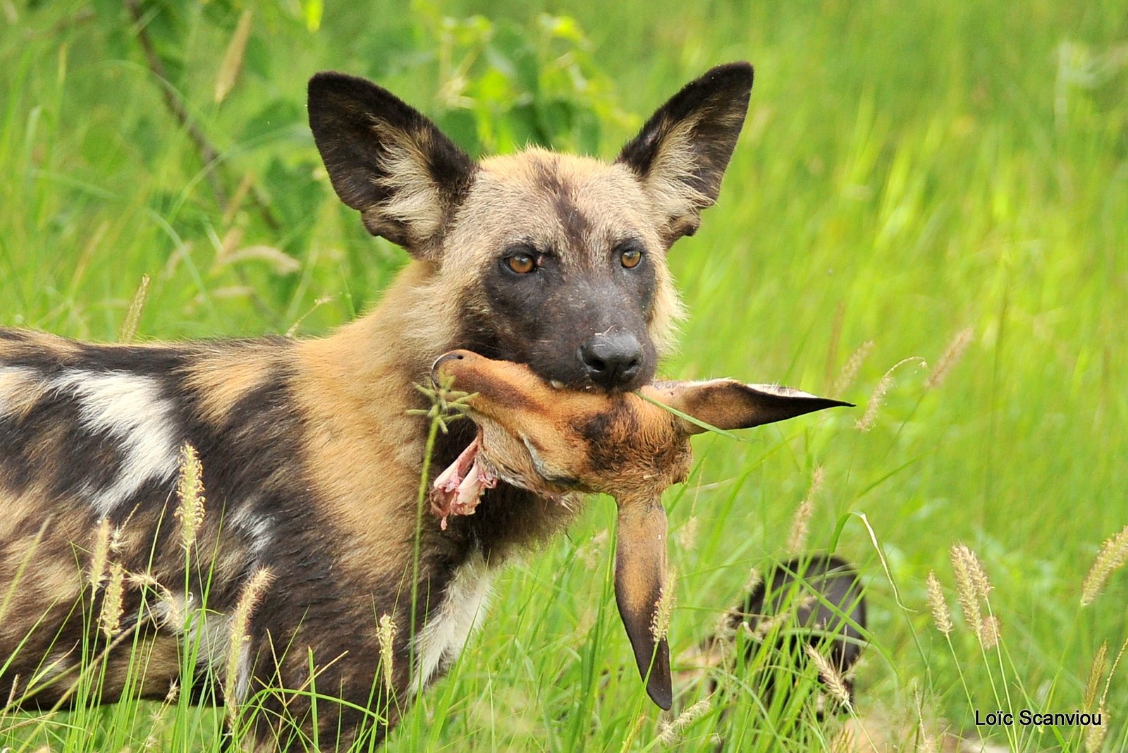 Lycaon/African Wild Dog (36)