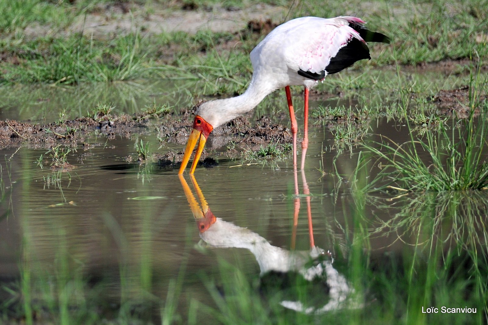 Tantale ibis/Yellow-billed Stork (5)