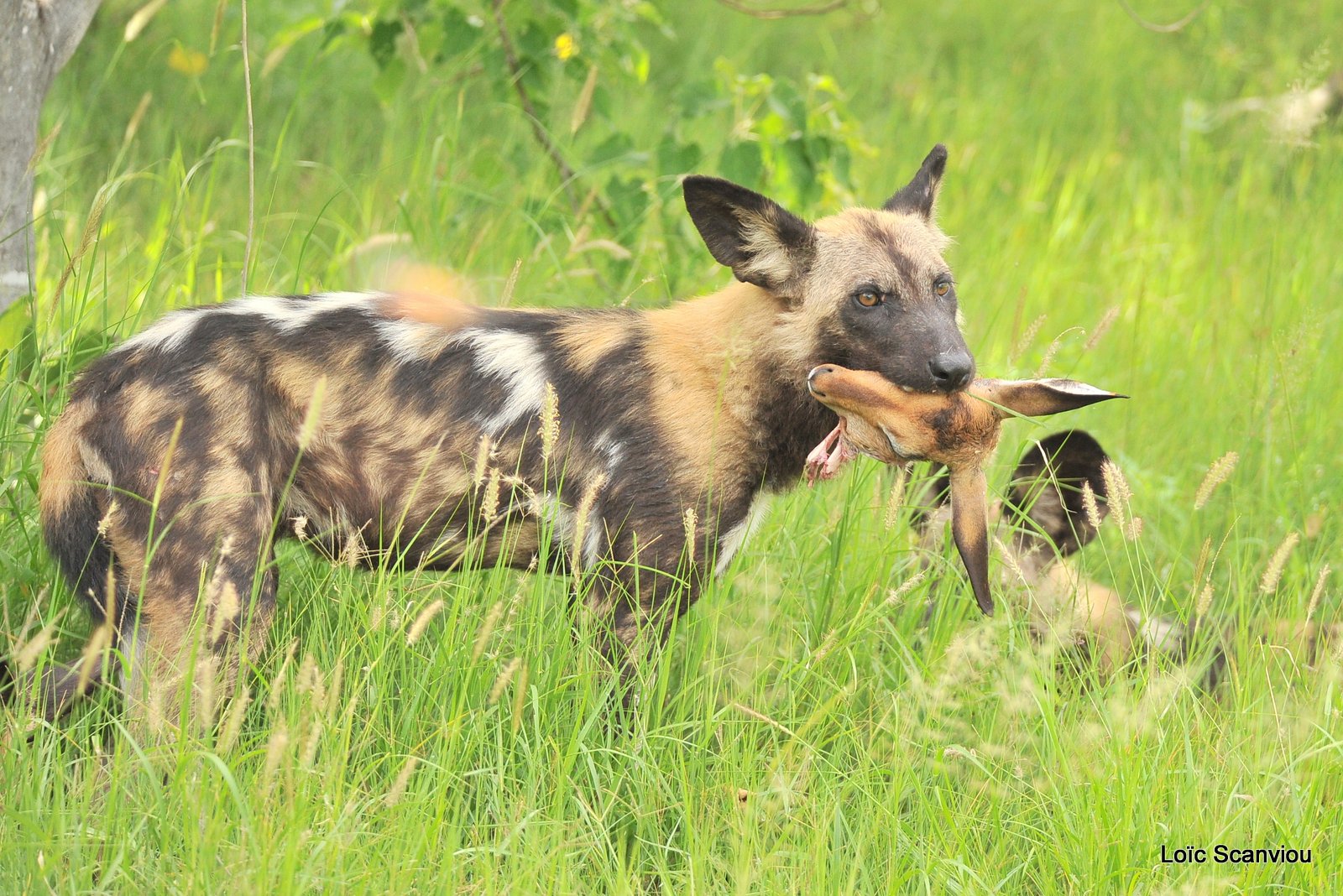 Lycaon/African Wild Dog (37)