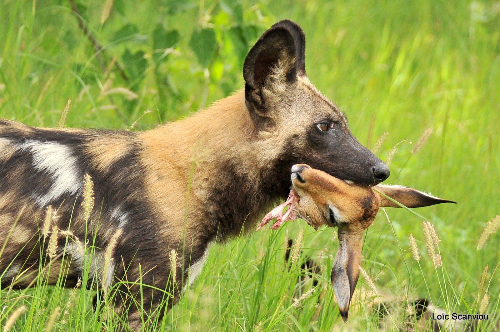 Lycaon/African Wild Dog (38)