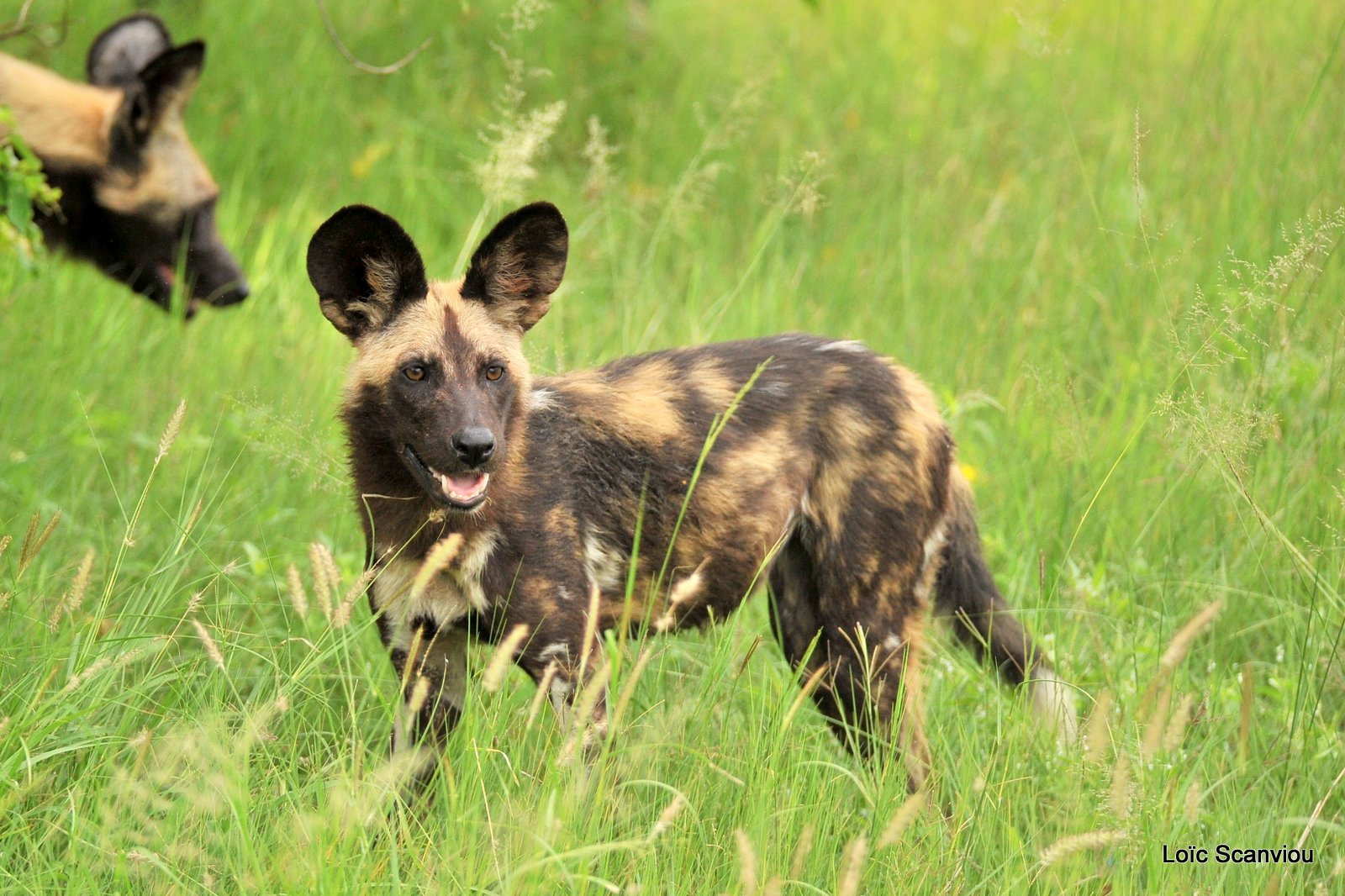 Lycaon/African Wild Dog (39)