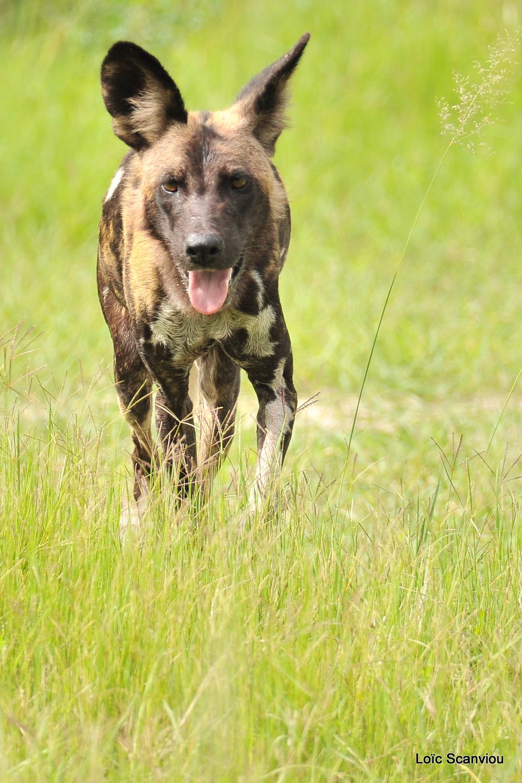 Lycaon/African Wild Dog (40)