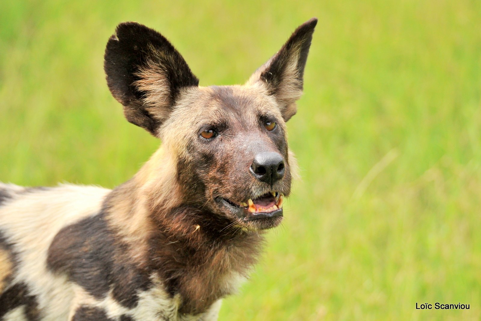 Lycaon/African Wild Dog (41)