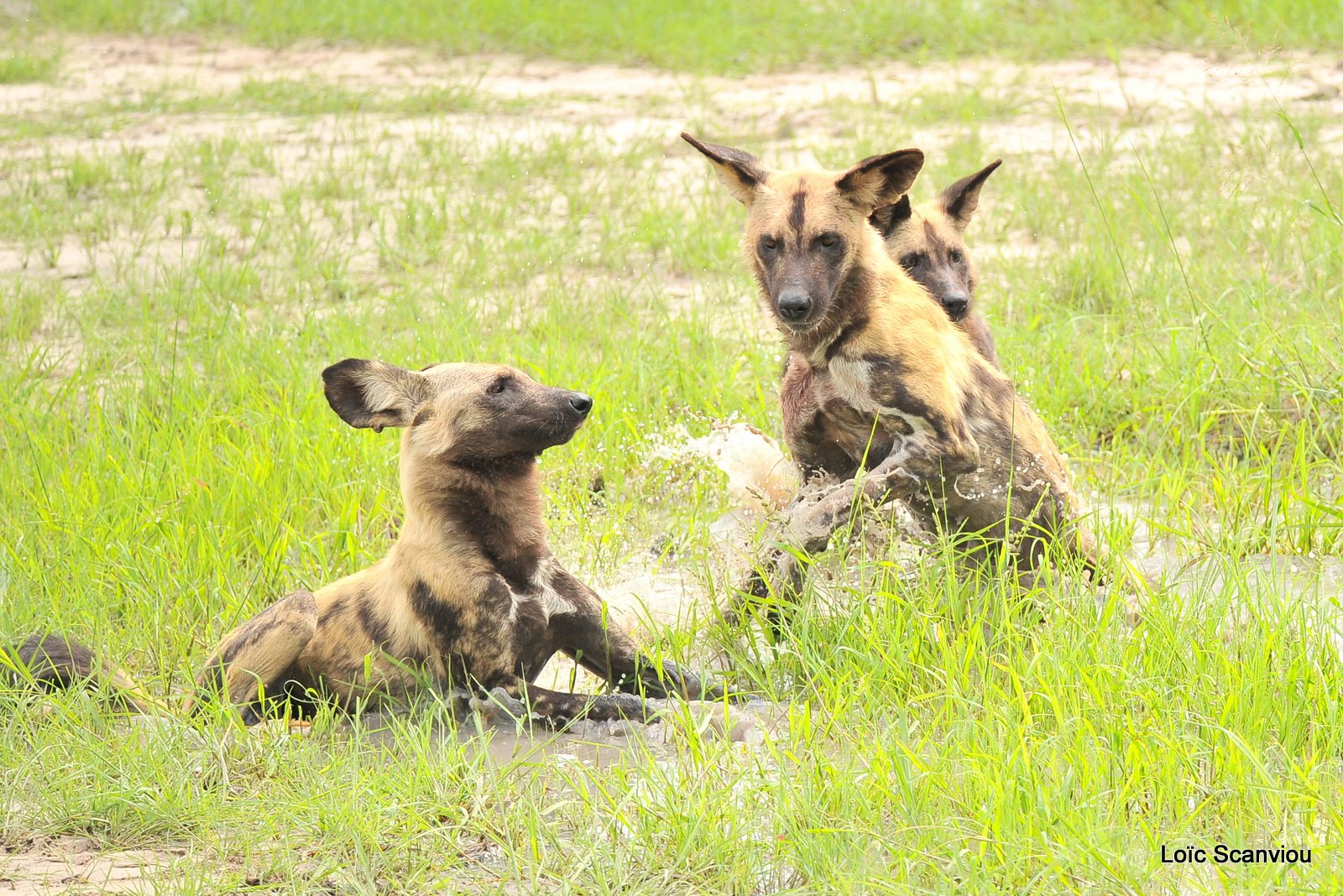 Lycaon/African Wild Dog (42)