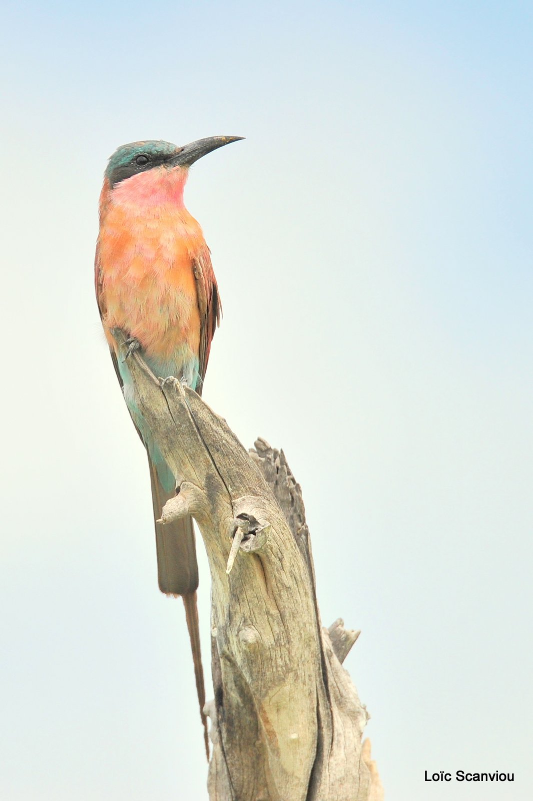 Guêpier carmin/Southern Carmine Bee-eater (2)