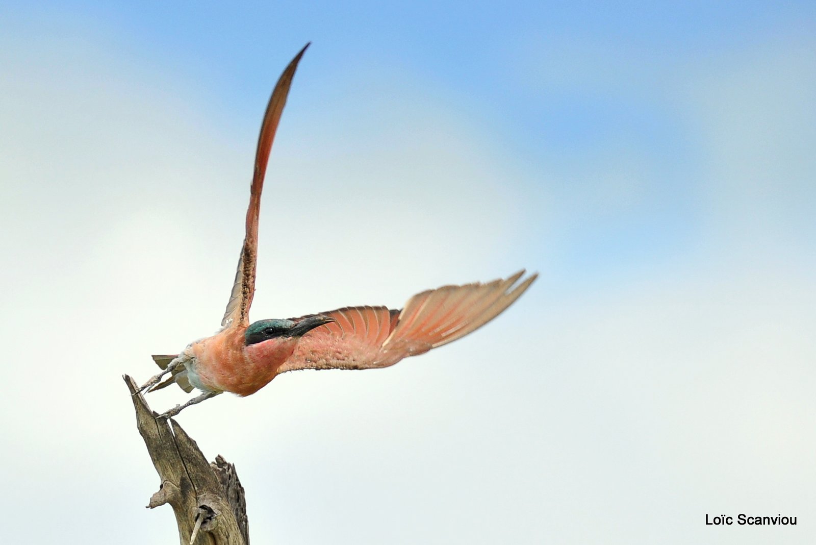 Guêpier carmin/Southern Carmine Bee-eater (3)