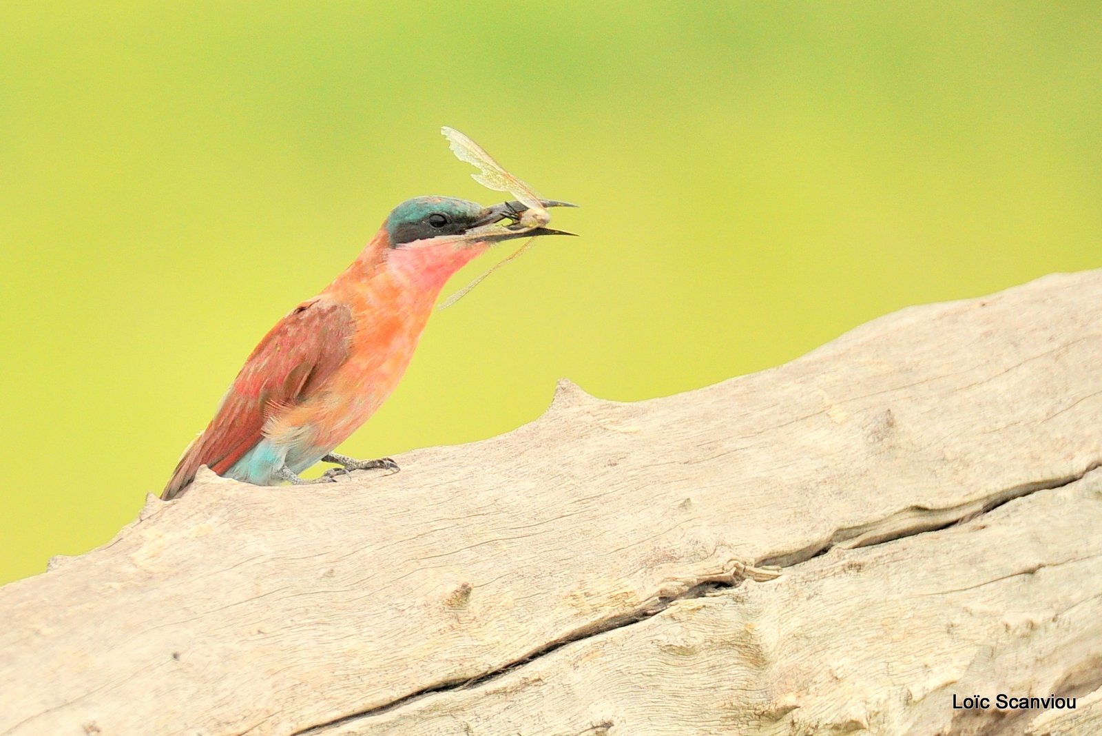 Guêpier carmin/Southern Carmine Bee-eater (4)